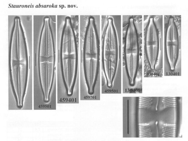 Sabsaroka Origimag