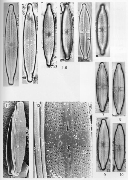 Sacidoclinata Origimag