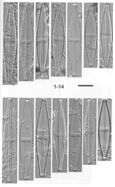 Sbryocola Origimag1