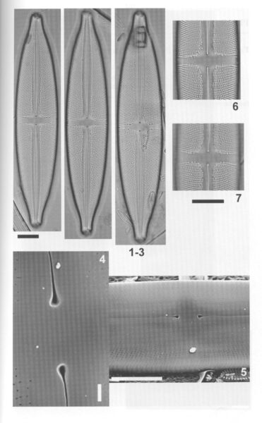 Sfluminopsis Origimag1