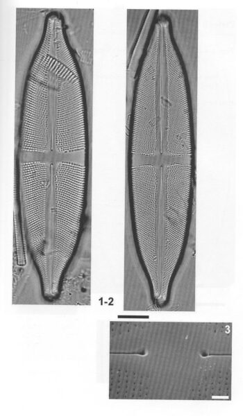 Sfluminopsis Origimag2