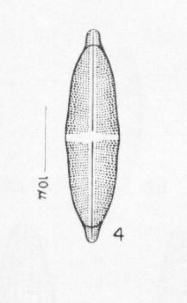 Slivingston Origimag