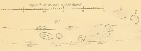 Smith 1853 Fig 2 30