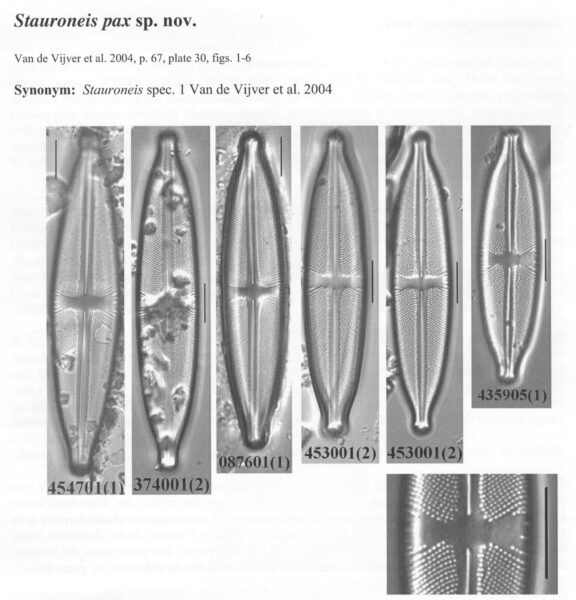 Spax Origimag