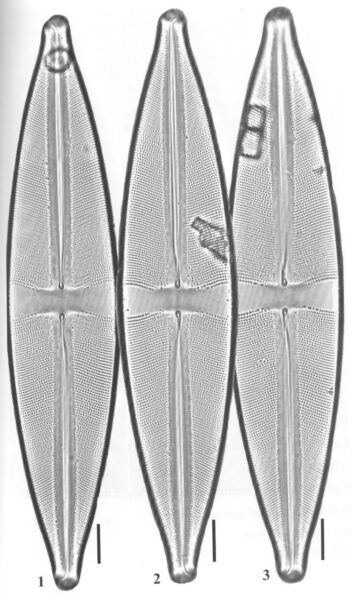 Ssonyae Origimag2