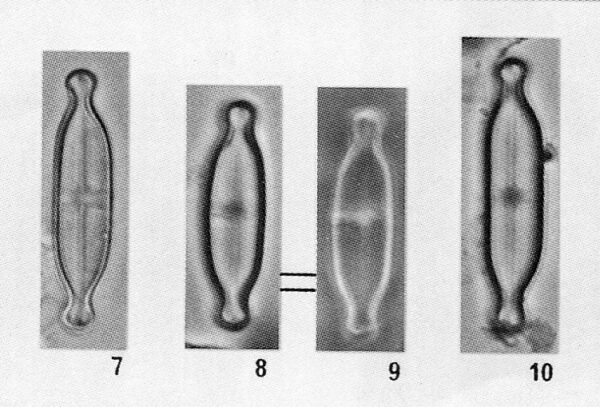 Stauroneisgracillima Origimag001