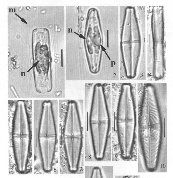 Staurophorabrantii Origimag1