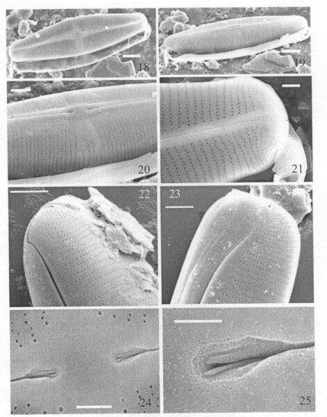 Staurophorabrantii Origimag2