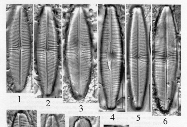 Staurophoracolumbiana Origimag012