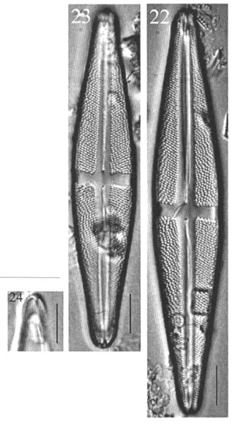 Staurosthompson Origimag