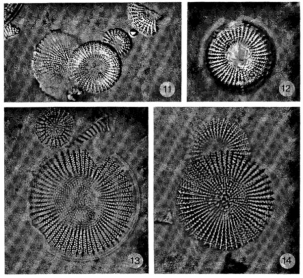 Stephanodiscus Medius Originalimage