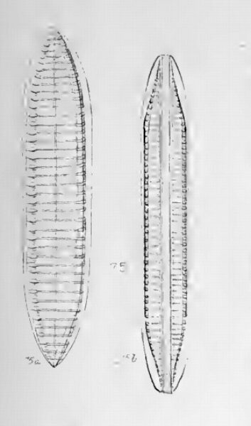 Tryblionella Gracilis Orig Ill