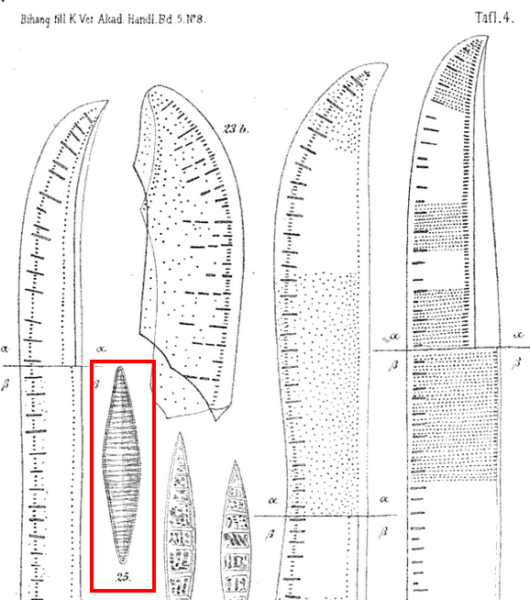 Tryblionella Lanceola Orig Illus