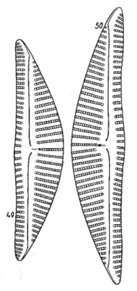 Cyclotella minuta var. pseudogracilis orig desc