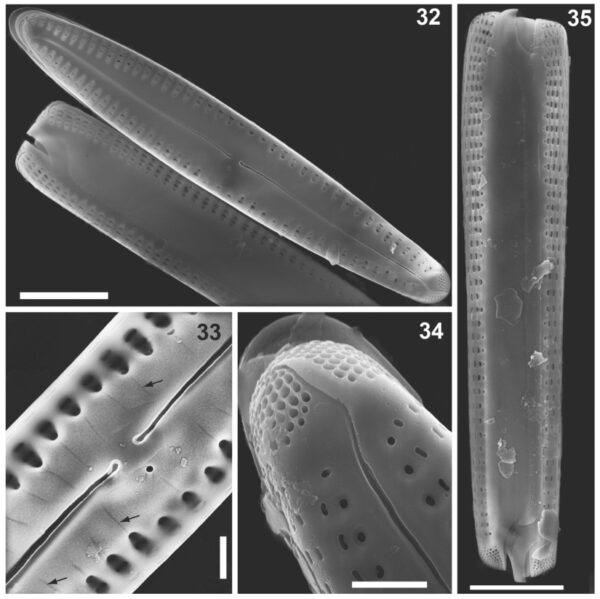 Gomphonema caperatum orig illus 2