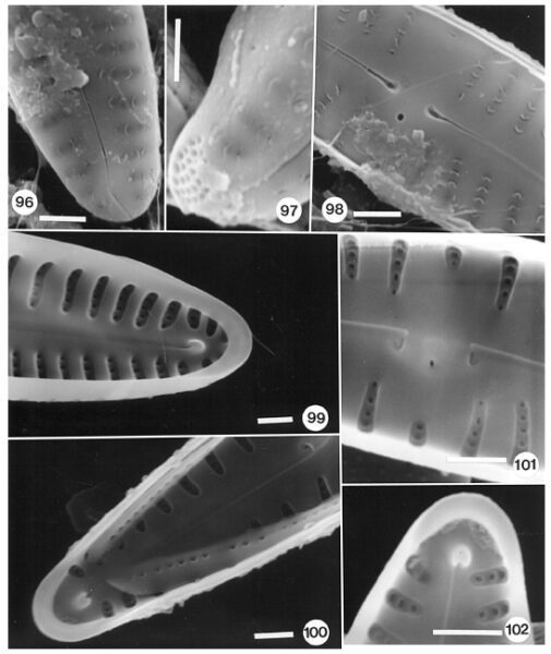 Gomphonema kobayasii SEM