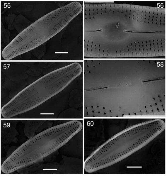 Nupela Elegantula Orig Plate Sem