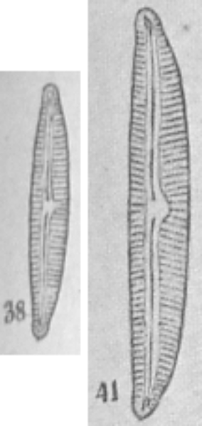 Plate 10