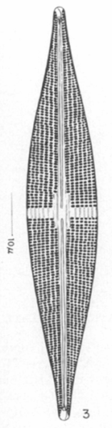 Stauroneis Staurolineata Orig Illus