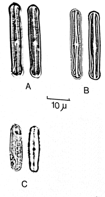 Achnanthes duthei orig illus 2