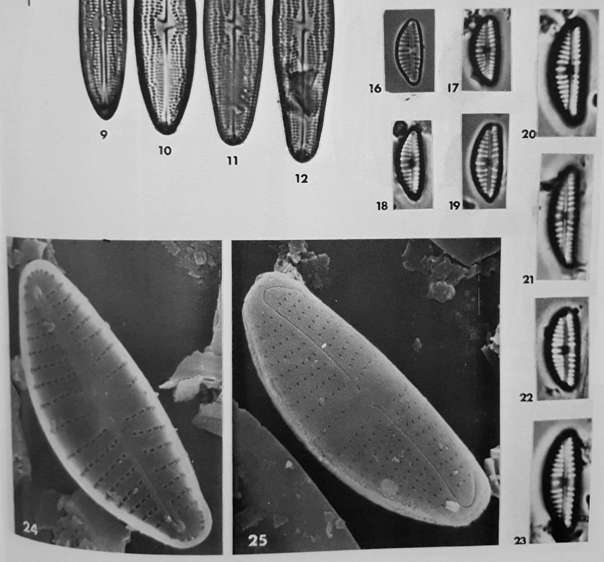 Encyonema reichardtii orig illus