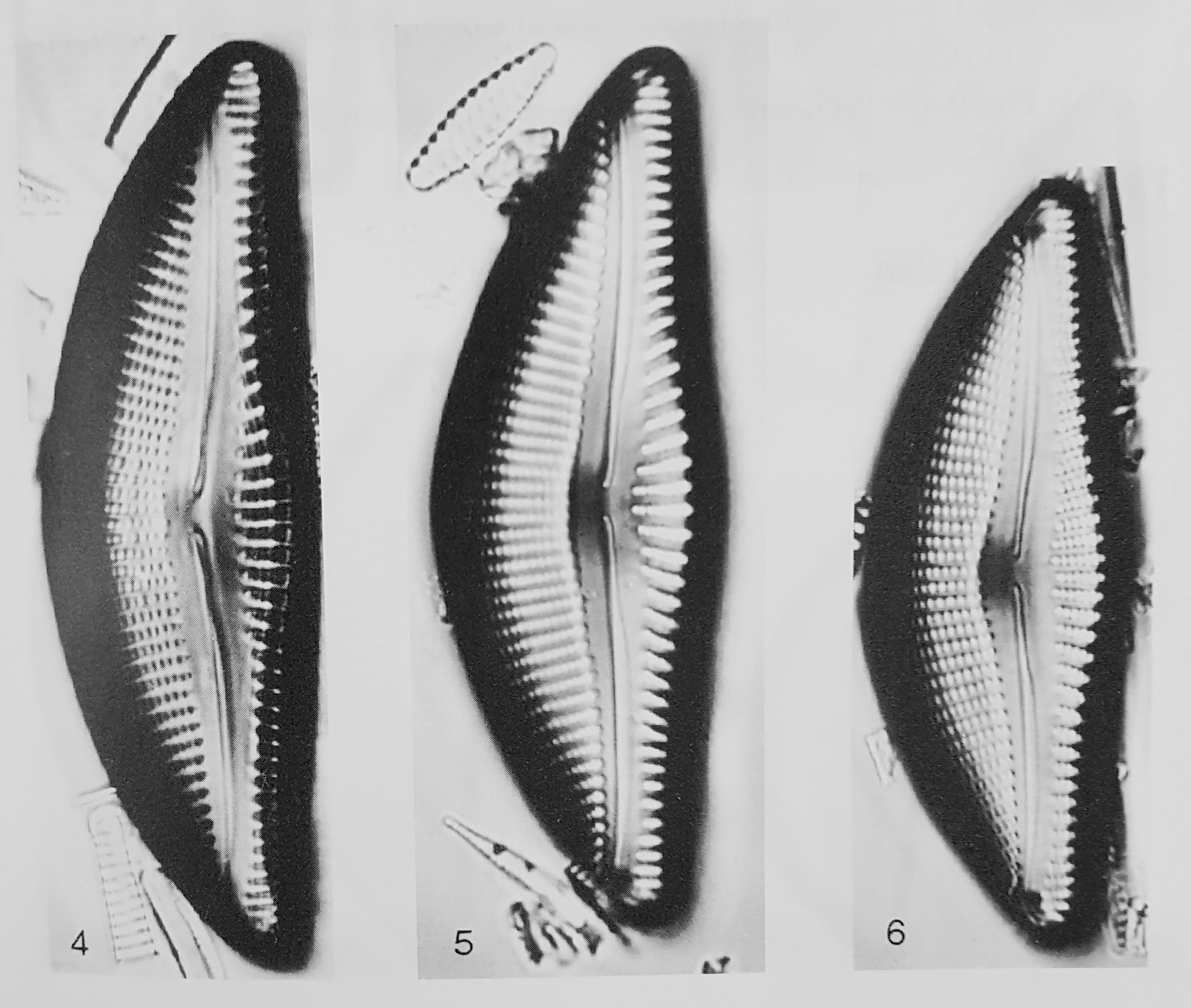 Encyonema yellowstonianum orig illus