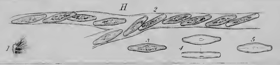 Frustulia vulgare orig illus