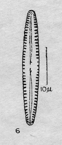 Gomphonema apuncto orig illus