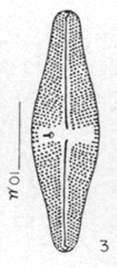 Luticola Stigma Orig Desc Plate