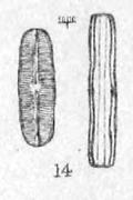 Nav Subhamulata Orig Desc Plate