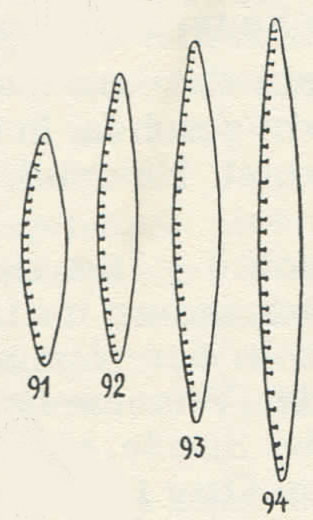 Ni Sociab Drawing  Hustedt 1957