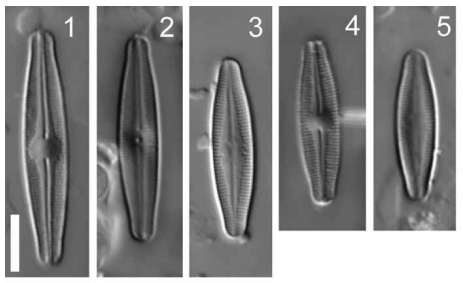 Nupela Elegantula Orig Plate Lm