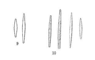 Paleaceapic