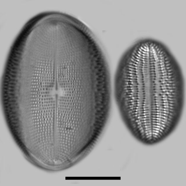 Cocconeis Pediculus Iconic