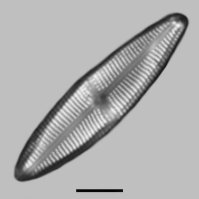 Neidium Distinctepuntatum Aac