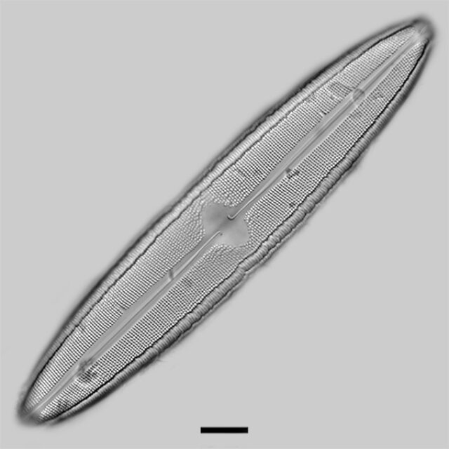 Neidium fossum iconic