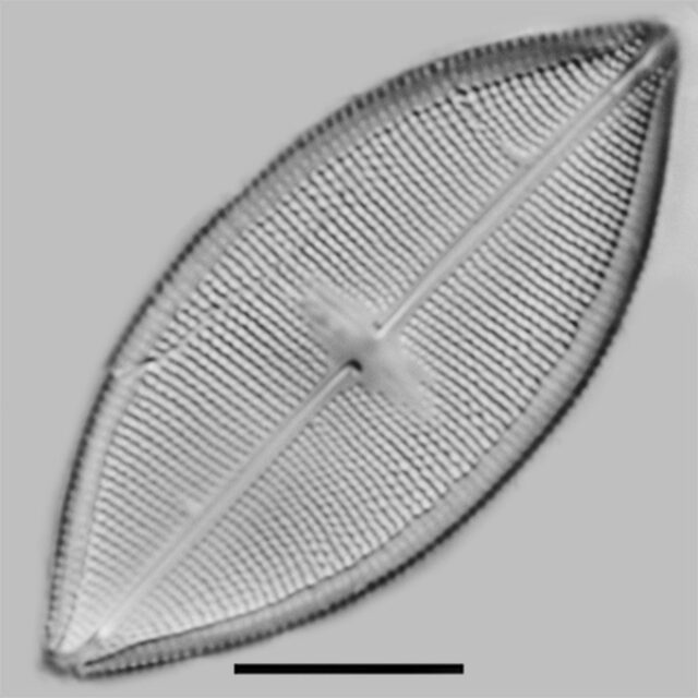 Neidium Pseudodensestriatum Iconic