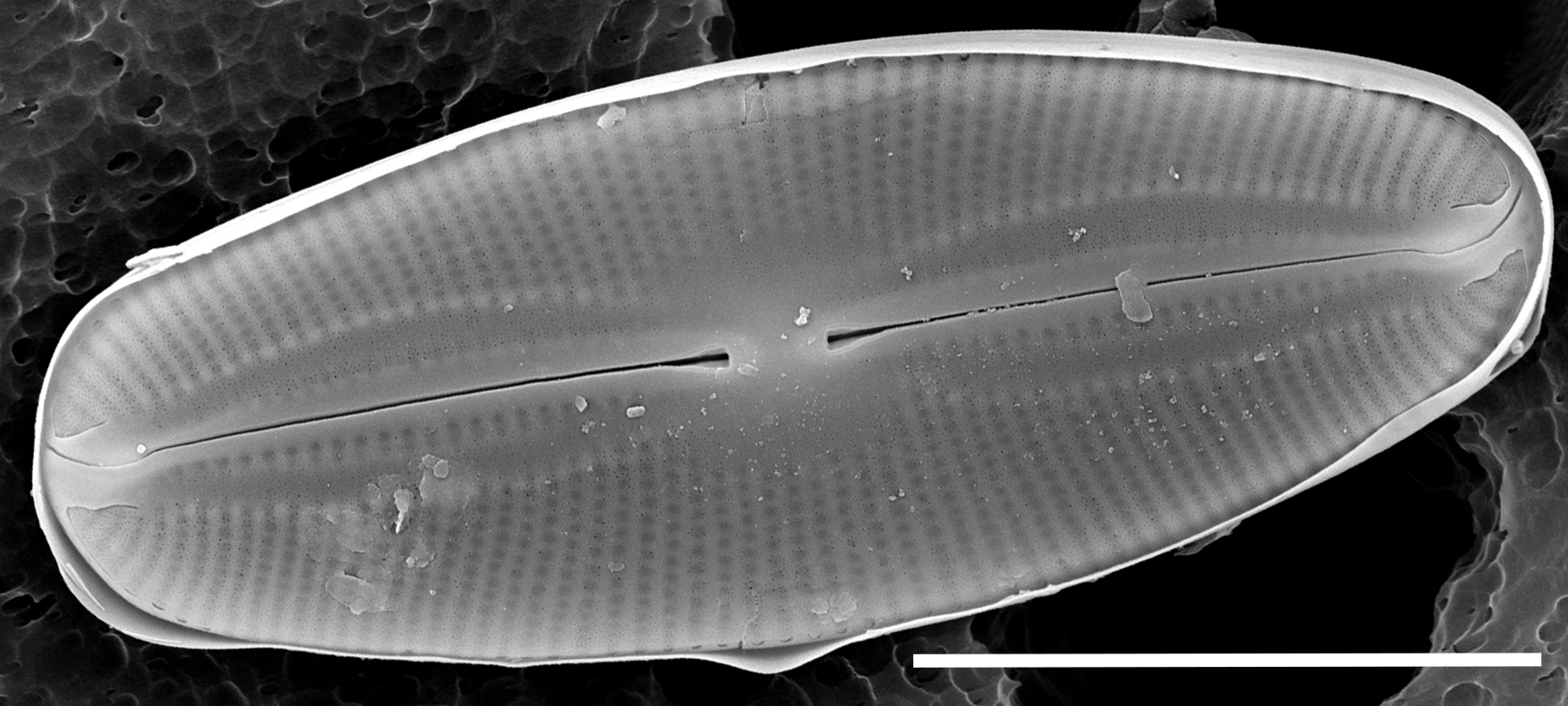 Fallacia Pygmaea Macic Mix  Sem 017