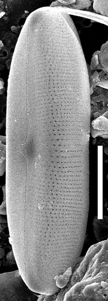 Muelleria Tetonensis  Sem Whole 513101