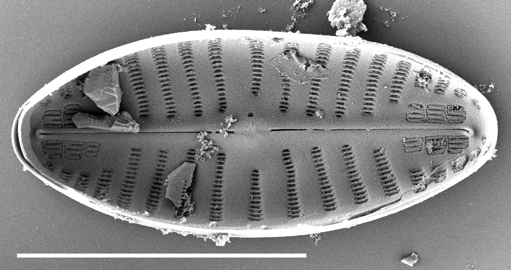 Navicula Cascadensis  Sem1