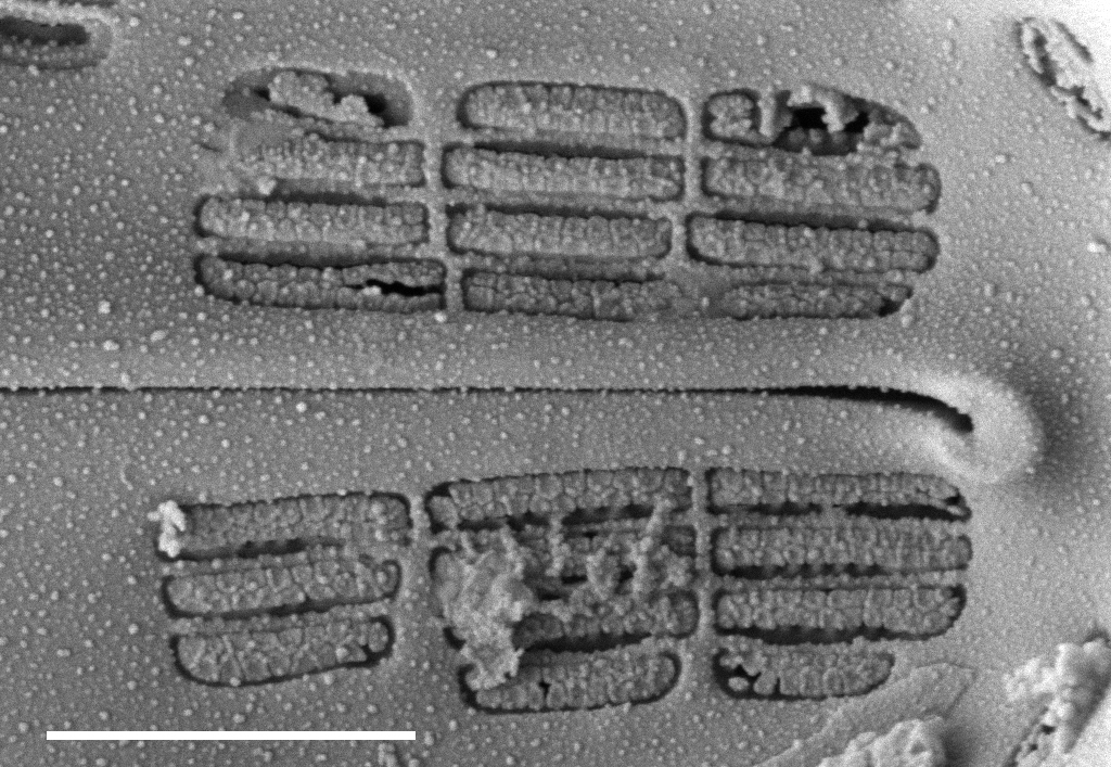 Navicula Cascadensis  Sem 3