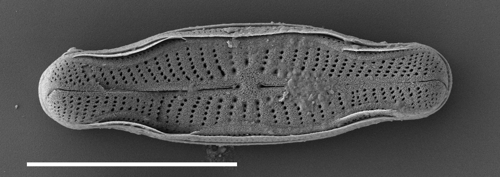 Navicula Genovefae  Sem2