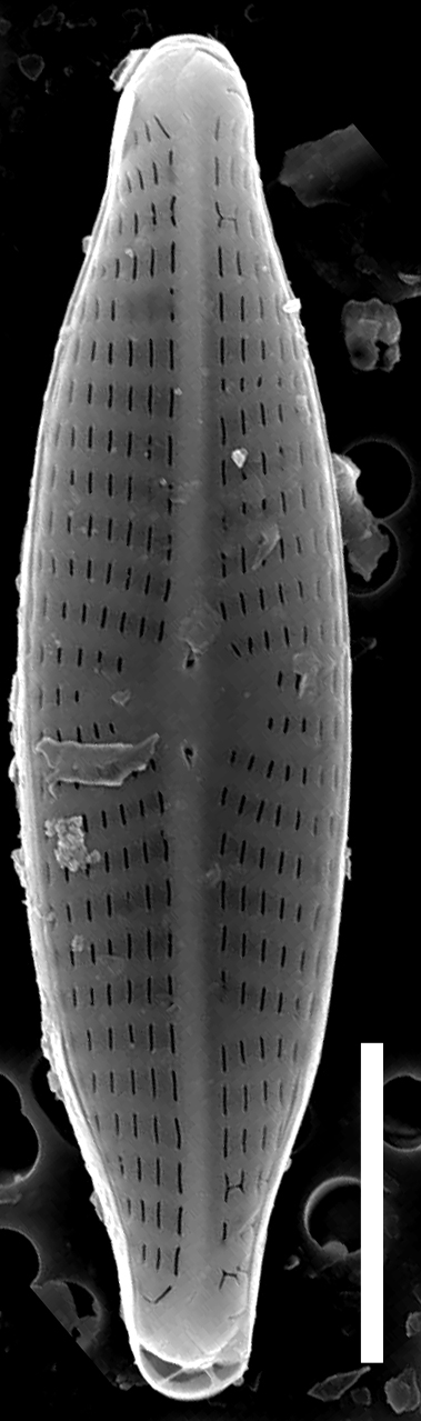 Navicula trilatera SEM1