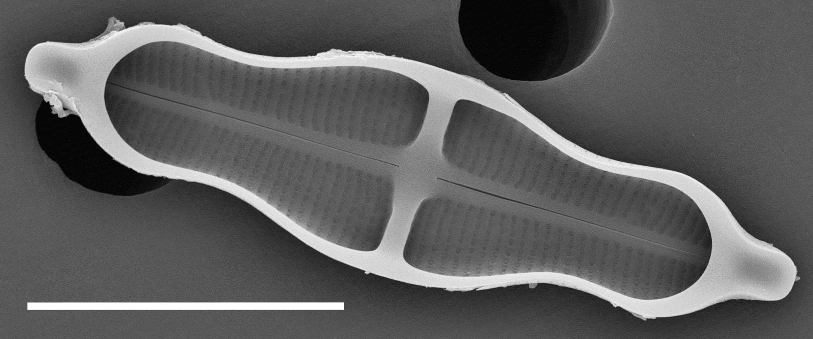 Stauroneis Smithii SEM1