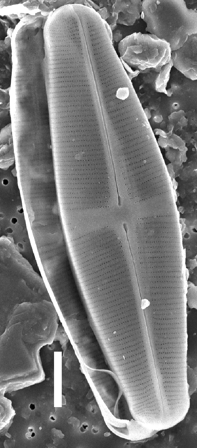 Staurophorabrantii Wholevalve  Sem