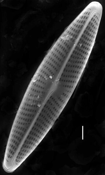 Navicula erifuga SEM1