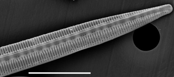 Bacillaria Paradoxa 15555  Sem 067