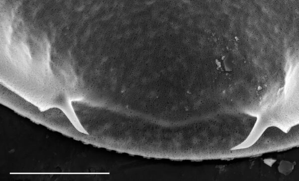 Iconella guatemalensis SEM9