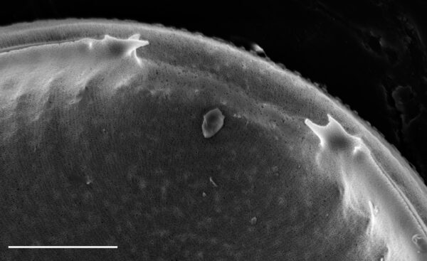 Iconella guatemalensis SEM10