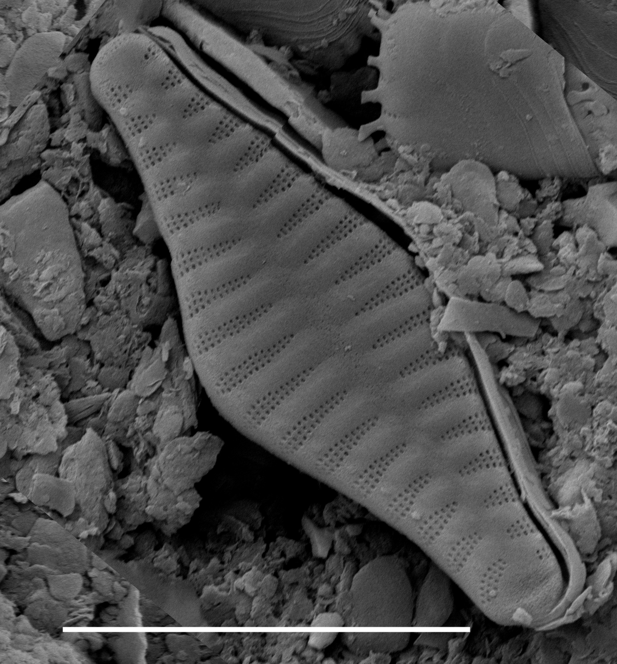 Punctastriata mimetica SEM2